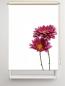 Preview: Rollo Astern rechts, Rollo, Motivrollo, Rollo mit Druck, Fotorollo, bedrucktes Rollo, Fensterrollo,verdunkelndes Rollo, Sonnenschutz Rollo